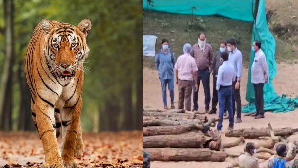कोरिया में बाघ की मृत्यु की घटना पर सीएम साय के कड़े तेवर, वनरक्षक और वनपाल सस्पेंड