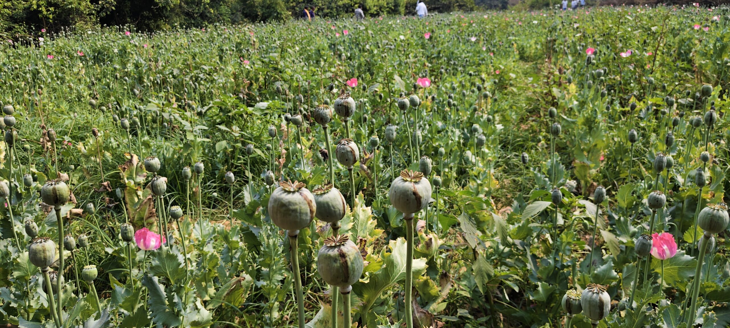 दुर्ग ,बलरामपुर जिला के बाद रायगढ़ जिला के तमनार में मिला अवैध अफ़ीम का खेती